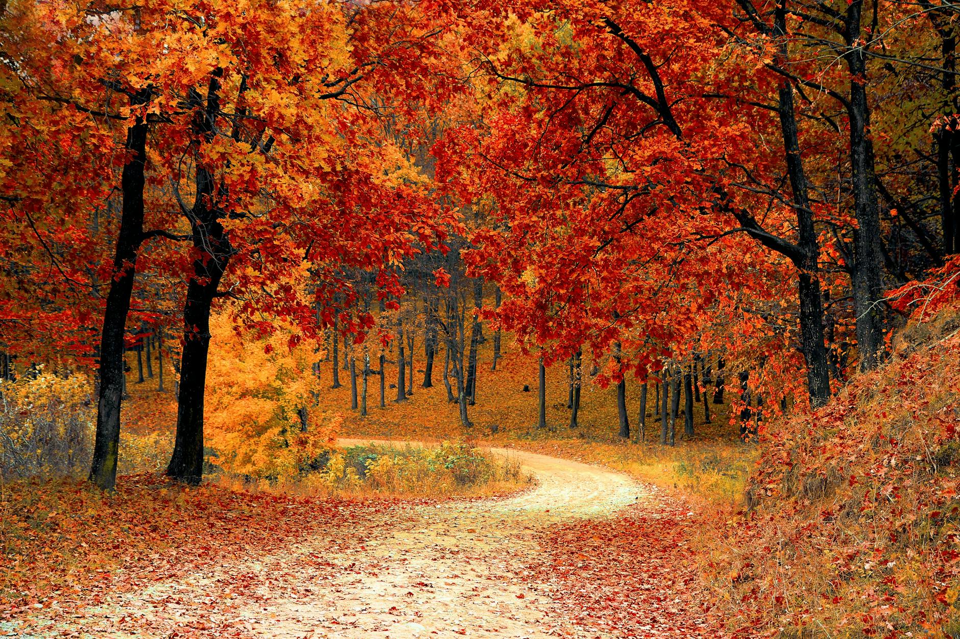 From Summer to Fall: Navigating Emotional Transitions
